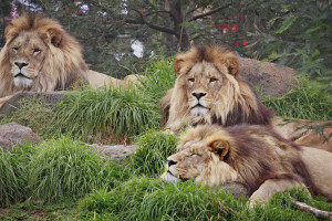 lion-wallpaper-the-animal-kingdom-3695548-1600-1067