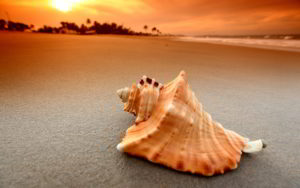 sea-shell-beach-1